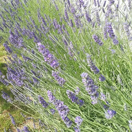 Sladana Lägenhet Zadar