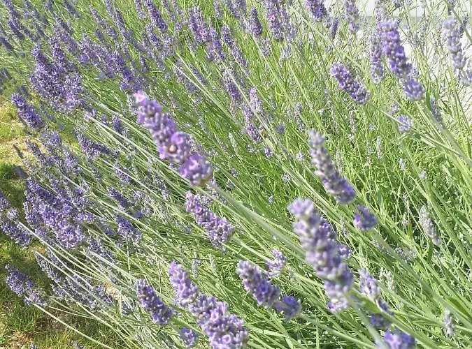 Sladana Lägenhet Zadar